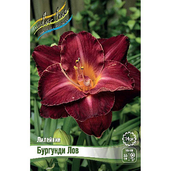 Лилейник Бургунди Лов I 1 шт 
