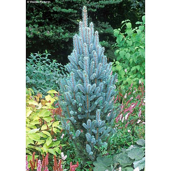 Ель Колючая Изели Фастигиата C1.5