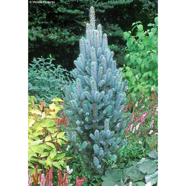 Ель Колючая Изели Фастигиата C1.5