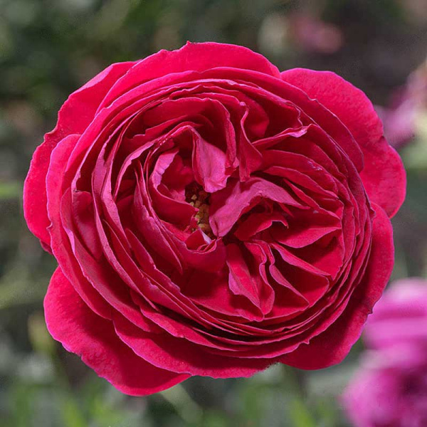 Роза шраб Принц (английская) Садовита