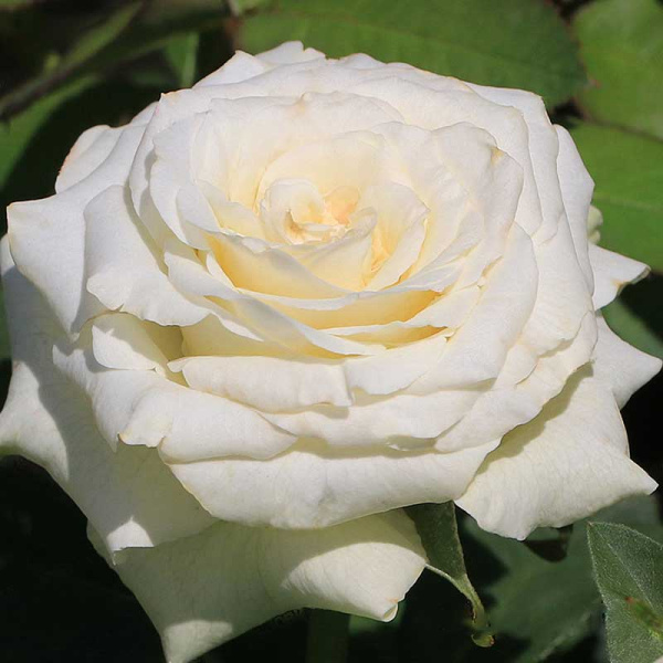 Роза чайно-гибридная Айсленд Садовита