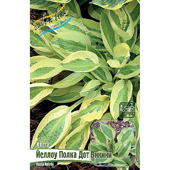 Хоста Йеллоу Полка Дот Бикини 1 n 1 шт