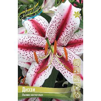 Лилия Диззи 12/14 5 шт 