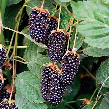 Ежевика Кустистая Коламбия Стар P9 шт