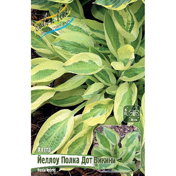 Хоста Йеллоу Полка Дот Бикини 1 n 1 шт
