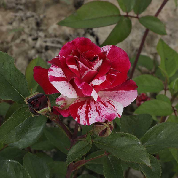 Роза флорибунда Кэнди Ковер Садовита