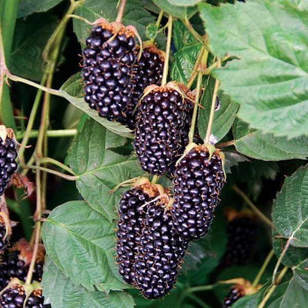 Ежевика Кустистая Коламбия Стар P9 шт