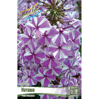 Флокс Наташа I 25 шт Биг-Пак 3690