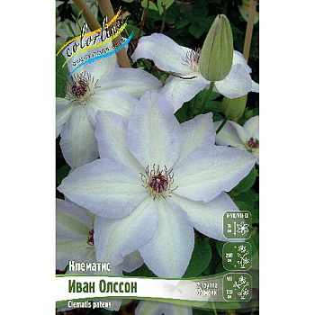 Клематис Иван Олссон I 25 шт Биг-пак 4015