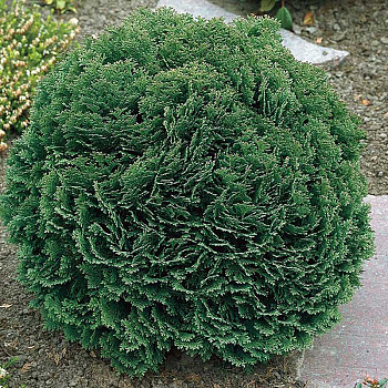 Кипарисовик Chamaecyparis lawsoniana Minima Glauca P9 шт Садовита 9873