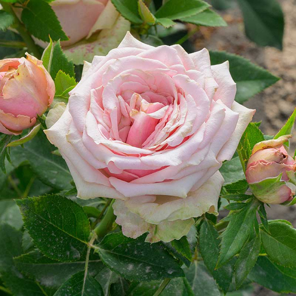 Роза чайно-гибридная Эрмоза Садовита