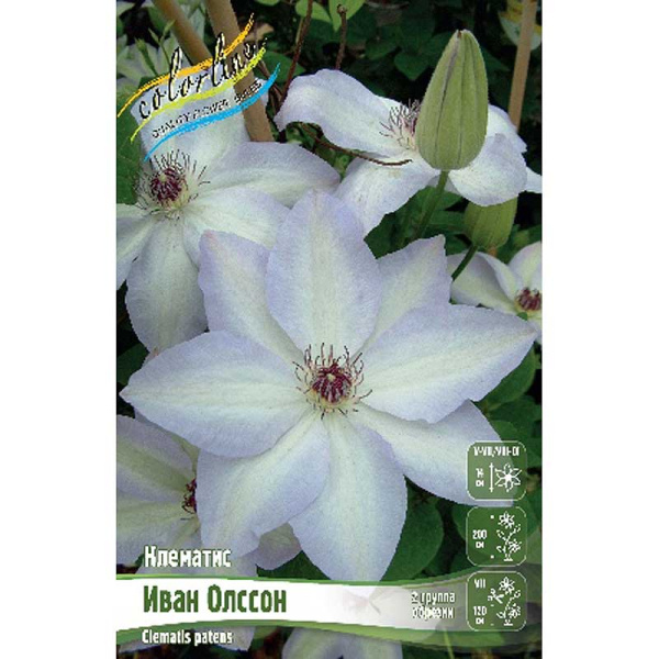 Клематис Иван Олссон I 25 шт Биг-пак 4015
