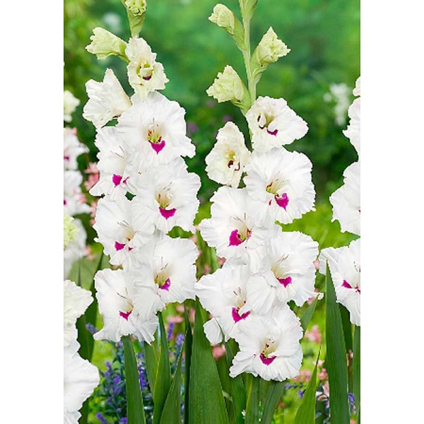 Гладиолус Цера Корсаж 10/12 10 шт 