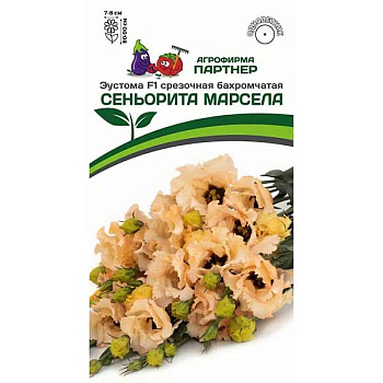 Эустома Сеньорита Марсела Партнер Ц 