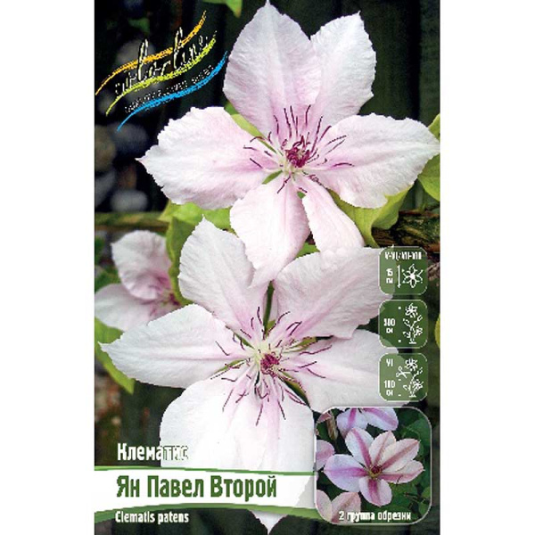 Клематис Ян Павел Второй I 25 шт Биг-пак 4622