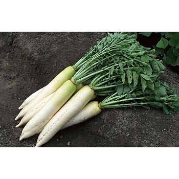 Дайкон Миноваси Марс Ц