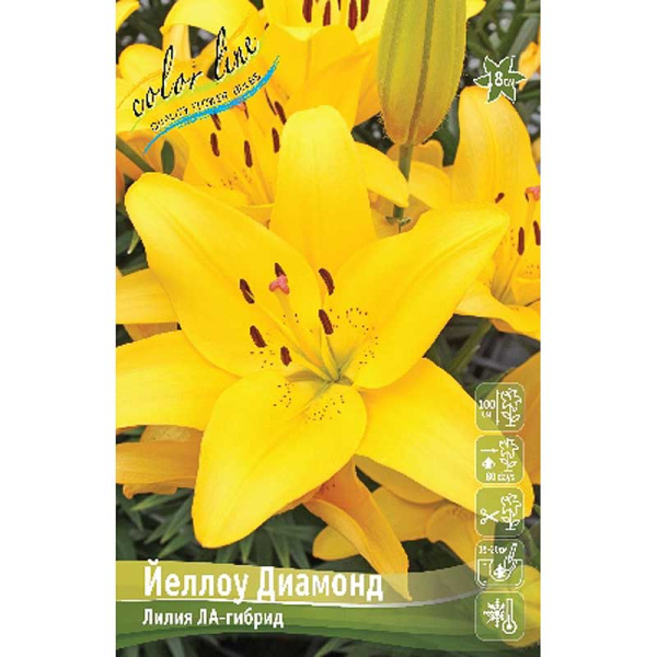 Лилия Йеллоу Диамонд 11/12 25 шт Биг-пак 10300 