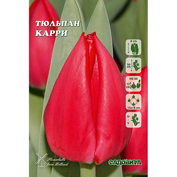 Тюльпан Карри 11/12 10 шт Садовита