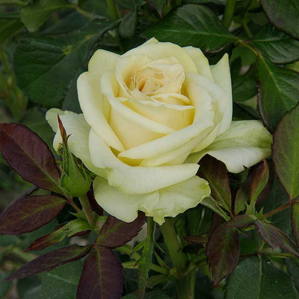 Роза чайно-гибридная Васаби Садовита