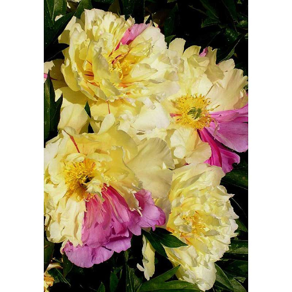 Пион Ито-Гибрид Лемон Дрим 2/3 n 10 шт Биг-Пак 9937 