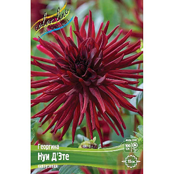 Георгина Нуи Д`эте I 1 шт