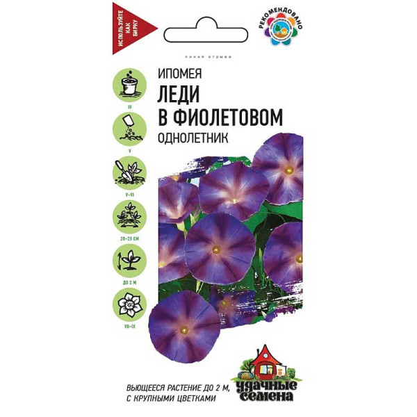 Ипомея Леди в фиолетовом Уд сем. Гавриш Ц 