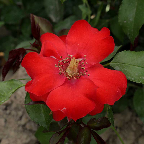 Роза канадская (почвопокровная) Альпенглухен Садовита