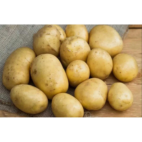 Картофель семенной Краса Мещеры Супер Элита 25 кг Москва