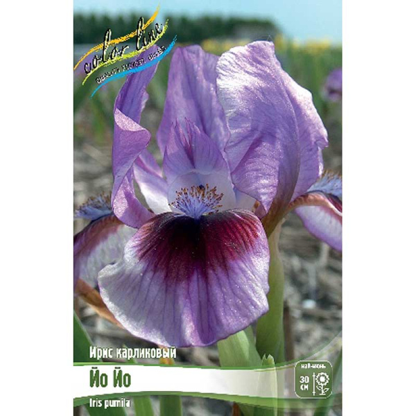 Ирис Карликовый Йо Йо I 1 шт