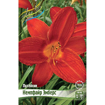 Лилейник Кемпфайр Эмберс I 1 шт 