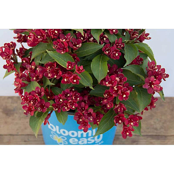 Вейгела Марун Свон P9