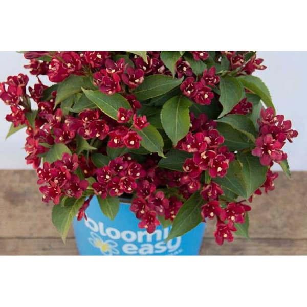 Вейгела Марун Свон P9