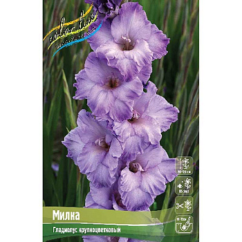 Гладиолус Милка 10/12 100 шт Шоу-бокс 3665