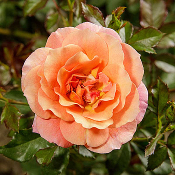 Роза флорибунда Джаз Садовита