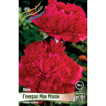 Пион Генерал Мак Мэхон 2/3 n 1 шт