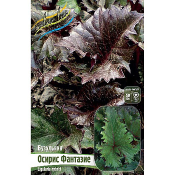 8330 Биг-Пак Бузульник Осирис Фантазие I 25 шт 