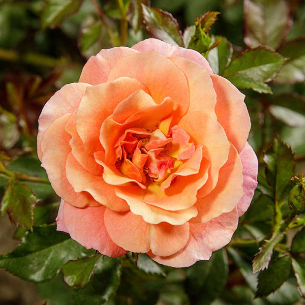 Роза флорибунда Джаз Садовита