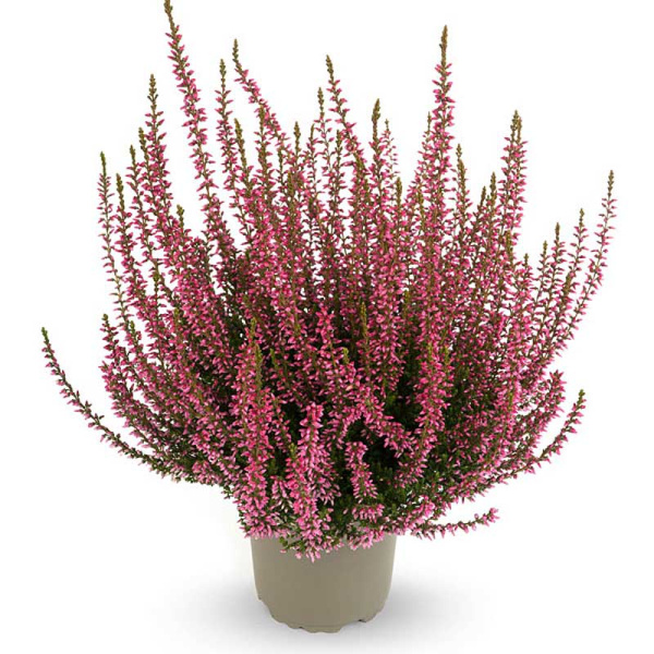 16706 Вереск Обыкновенный Розамунда P11 конт. шт