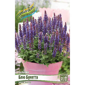 8563 Биг-Пак Сальвия Блю Букетта I 25 шт