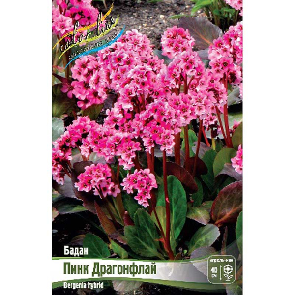 Бадан Пинк Драгонфлай I 1 шт