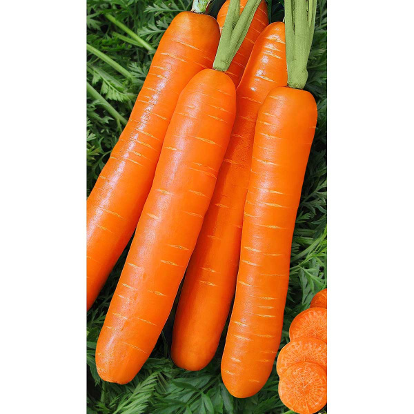 Морковь Самсон 0,5гр Bejo/Садовита Ц