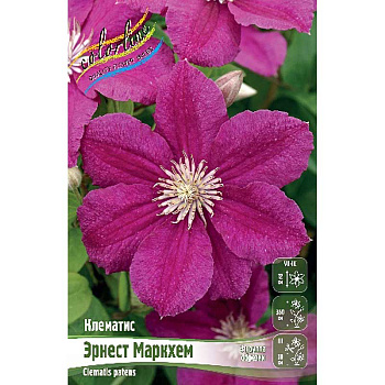 Клематис Эрнест Маркхем I 2 шт