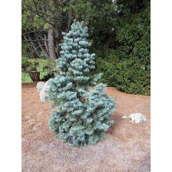 Пихта Одноцветная Компакта C1.5 шт