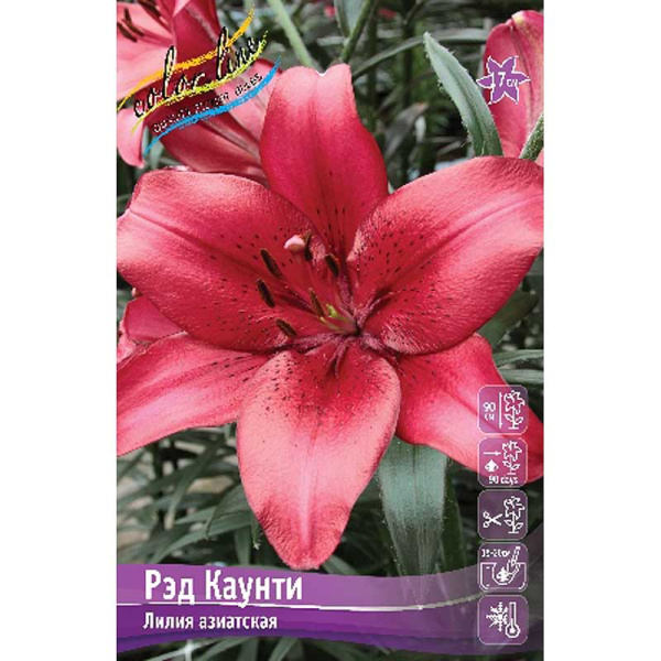 Лилия Рэд Каунти 12/14 5 шт