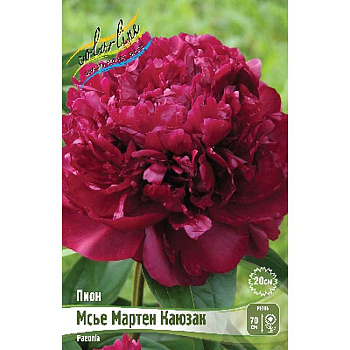 Пион Мсье Мартен Каюзак 2/3 n 25 шт Биг-пак 3809 