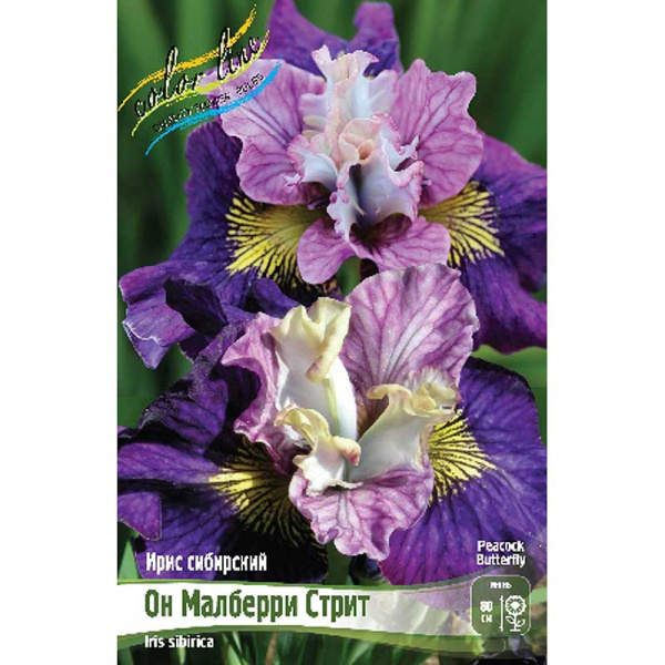 Ирис Сибирский Он Малберри Стрит I 25 шт Биг-пак 13388