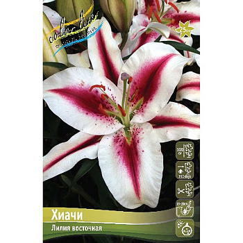 Лилия Хиачи 12/14 5 шт 