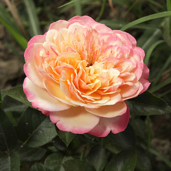 Роза чайно-гибридная Кордес Юбилей Садовита