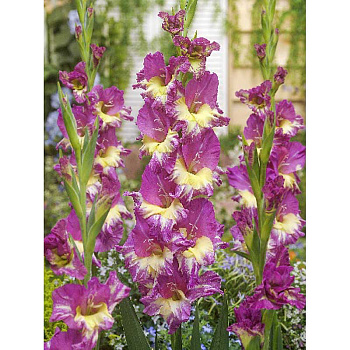 7703 Шоу-Бокс Гладиолус Экстраверт 10/12 100 шт