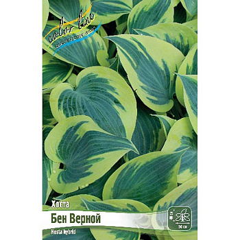 Хоста Бен Верной 1 n 1 шт